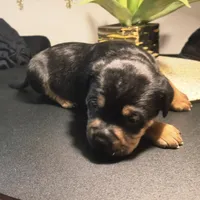 "LUDACRIS", a male American Bully and Cane Corso for sale in Newark, NJ – Photo 5 of 7