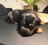 "LUDACRIS", a male American Bully and Cane Corso for sale in New York, NY – Photo 5 of 7