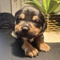 "LUDACRIS", a male American Bully and Cane Corso for sale in Newark, NJ – Photo 4 of 7