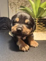 "LUDACRIS", a male American Bully and Cane Corso for sale in New York, NY – Photo 4 of 7