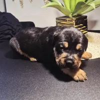 "LUDACRIS", a male American Bully and Cane Corso for sale in Newark, NJ – Photo 3 of 7
