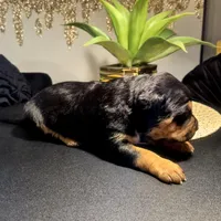 "LUDACRIS", a male American Bully and Cane Corso for sale in Newark, NJ – Photo 7 of 7