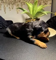 "LUDACRIS", a male American Bully and Cane Corso for sale in New York, NY – Photo 7 of 7