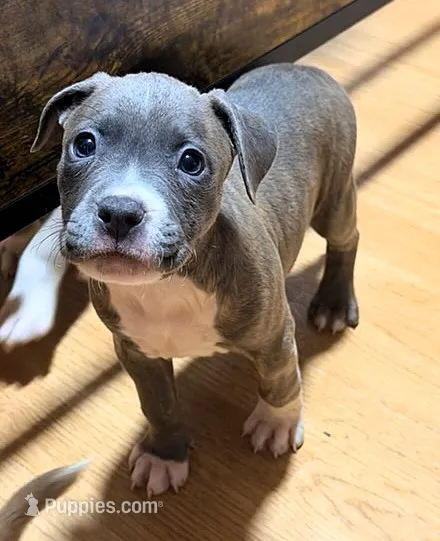 "AALIYAH" – American Bully, American Pit Bull Terrier puppy for sale in Newark, NJ