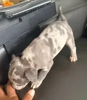 "50 CENT" BLUE MERLE, a male American Bully for sale in Newark, NJ – 6 of 7