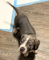 "AALIYAH", a female American Bully and American Pit Bull Terrier for sale in Newark, NJ – 5 of 5