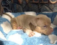 "AL B SURE" UKC REGISTERED, a male American Bully for sale in Newark, NJ – 5 of 10