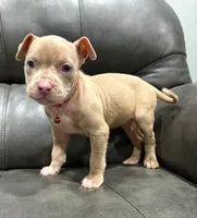 "LIL KIM" LILAC MERLE, a female American Bully and American Pit Bull Terrier for sale in Newark, NJ – 4 of 5
