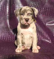 "THA ROCK" BLUE MERLE, a male American Bully for sale in Newark, NJ – 8 of 9