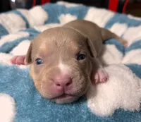 "BRAD PITT"  LILAC TRI COLOR / UKC REGISTERED, a male American Bully for sale in Newark, NJ – 8 of 10