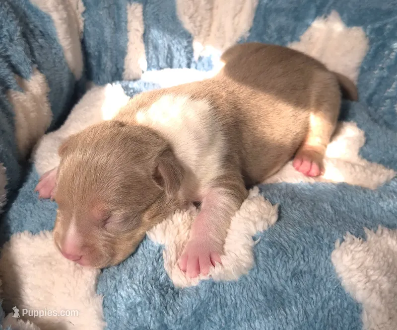 "BRAD PITT"  UKC REGISTERED – American Bully puppy for sale in Newark, NJ
