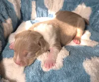 "BRAD PITT"  UKC REGISTERED, a male American Bully for sale in Newark, NJ – 1 of 10