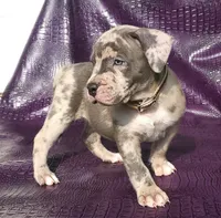 "THA ROCK" BLUE MERLE, a male American Bully for sale in Newark, NJ – 3 of 9