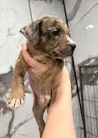 "AL B SURE" LILAC MERLE, a male American Bully and American Pit Bull Terrier for sale in Newark, NJ – 5 of 5