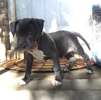 "DMX" (LAST 1) BLUE NOSE / BLUE EYES, a male American Bully and American Pit Bull Terrier for sale in Newark, NJ – 2 of 10