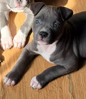 "AALIYAH", a female American Bully and American Pit Bull Terrier for sale in Newark, NJ – 5 of 10