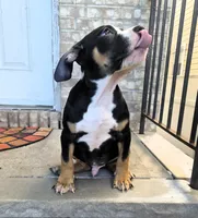 "BIGGIE SMALLZ" BLACK TRI, a female American Bully and American Pit Bull Terrier for sale in Newark, NJ – 6 of 7