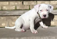 "MARILYN MONROE"  WHITE MERLE, a female American Bully and American Pit Bull Terrier for sale in Newark, NJ – 2 of 10