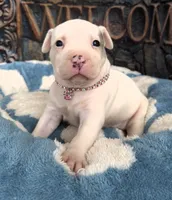 "DOLLY PARTON" WHITE MERLE BLUE EYES, a female American Bully for sale in Newark, NJ – 4 of 10