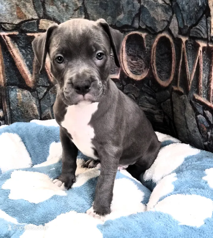 "DMX" BLUE NOSE / BLUE EYES – American Bully, American Pit Bull Terrier puppy for sale in Newark, NJ