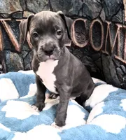 "DMX" (LAST 1) BLUE NOSE / BLUE EYES, a male American Bully and American Pit Bull Terrier for sale in Newark, NJ – 1 of 9