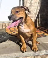 "BRAD PITT" LILAC TRI COLOR, a male American Bully and American Pit Bull Terrier for sale in Newark, NJ – 4 of 8