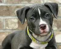 "AALIYAH" BLUE NOSE, a female American Bully for sale in Newark, NJ – 7 of 7