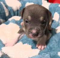 "MICHAEL JACKSON" BLUE NOSE TRI COLOR, a male American Bully and American Pit Bull Terrier for sale in Newark, NJ – 4 of 9