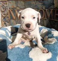 "MAROLYN MONROE"  WHITE MERLE, a female American Bully and American Pit Bull Terrier for sale in Newark, NJ – 2 of 10