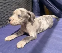 "JAY Z" BLUE MERLE, a male American Bully for sale in Newark, NJ – 4 of 9
