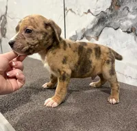 "AL B SURE" LILAC MERLE, a male American Bully and American Pit Bull Terrier for sale in Newark, NJ – 4 of 5