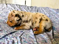 "LUDARIS" LILAC QUAD MERLE, a male American Bully and American Pit Bull Terrier for sale in Newark, NJ – 2 of 6