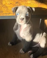 "AALIYAH", a female American Bully and American Pit Bull Terrier for sale in Newark, NJ – 2 of 10