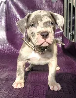"THA ROCK" BLUE MERLE, a male American Bully for sale in Newark, NJ – 4 of 9