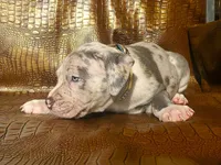 "THA ROCK" MERLE, a male American Bully for sale in Newark, NJ – 8 of 8