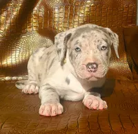 "THA ROCK" MERLE, a male American Bully for sale in Newark, NJ – 5 of 8