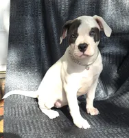 "SOFIA VERGARA", a male American Bully for sale in Newark, NJ – 4 of 10