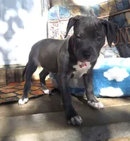 "DMX" (LAST 1) BLUE NOSE / BLUE EYES, a male American Bully and American Pit Bull Terrier for sale in Newark, NJ – 7 of 10