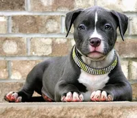 "AALIYAH" BLUE NOSE, a female American Bully for sale in Newark, NJ – 4 of 7