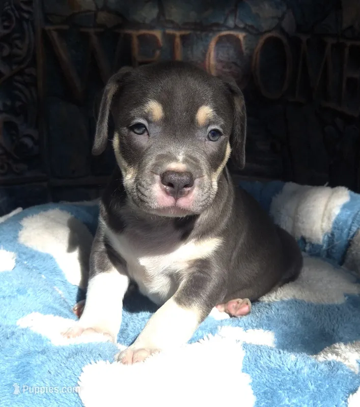 "MICHAEL JACKSON" BLUE NOSE TRI COLOR – American Bully, American Pit Bull Terrier puppy for sale in Newark, NJ