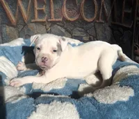 "DOLLY PARTON" WHITE MERLE BLUE EYES, a female American Bully for sale in Newark, NJ – 2 of 10