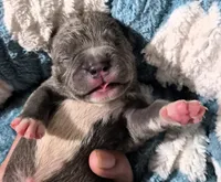 "BIGGIE SMALLZ" BLUE NOSE, a male American Bully and American Pit Bull Terrier for sale in Newark, NJ – 2 of 9