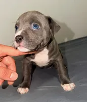 "AALIYAH", a female American Bully and American Pit Bull Terrier for sale in Newark, NJ – 10 of 10