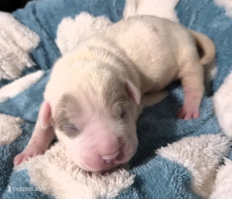 "BRAD PITT"   – American Bully, American Pit Bull Terrier puppy for sale in Newark, NJ
