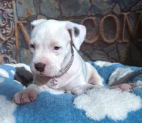 "MAROLYN MONROE"  WHITE MERLE, a female American Bully and American Pit Bull Terrier for sale in Newark, NJ – 8 of 10