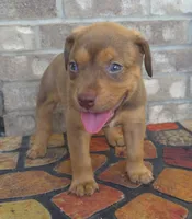 "SNOOP DOGG" LILAC TRI COLOR BLUE EYES, a male American Bully for sale in Newark, NJ – 7 of 8