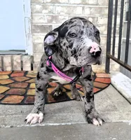 "LAURYN HILL" BLUE MERLE TRI, a female American Bully for sale in Newark, NJ – 4 of 10