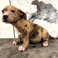 "AL B SURE" LILAC MERLE, a male American Bully and American Pit Bull Terrier for sale in Newark, NJ – 4 of 6
