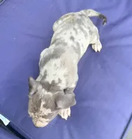 "JAY Z" BLUE MERLE, a male American Bully for sale in Newark, NJ – 8 of 9