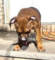 "BRAD PITT" LILAC TRI COLOR, a male American Bully and American Pit Bull Terrier for sale in Newark, NJ – 8 of 8